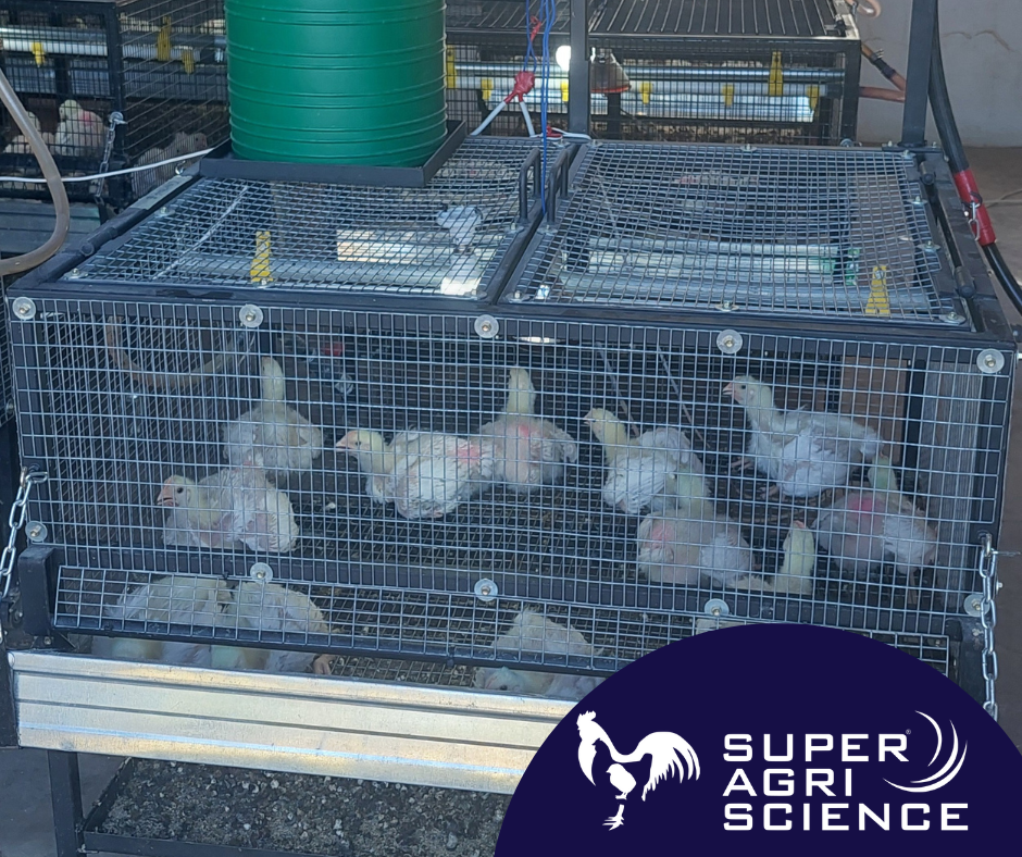 Poultry research and development